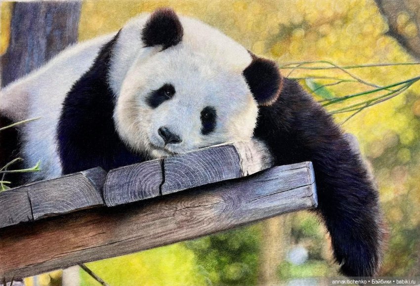 Гиперреалистичные портреты животных от Bonny Snowdon