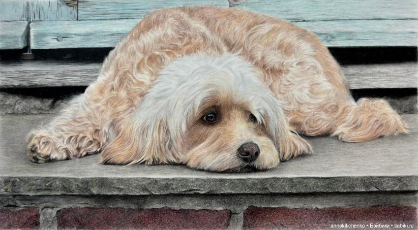 Гиперреалистичные портреты животных от Bonny Snowdon