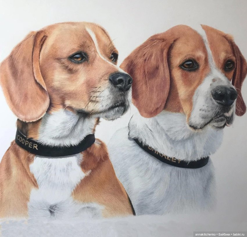 Гиперреалистичные портреты животных от Bonny Snowdon (фото 4)