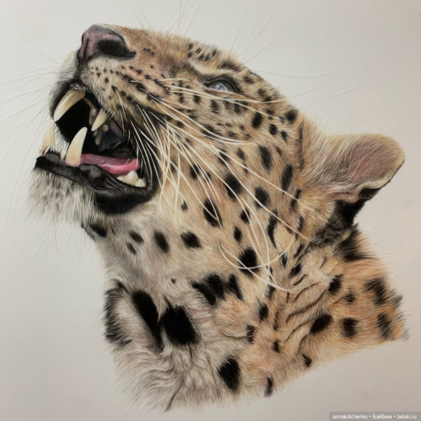 Гиперреалистичные портреты животных от Bonny Snowdon