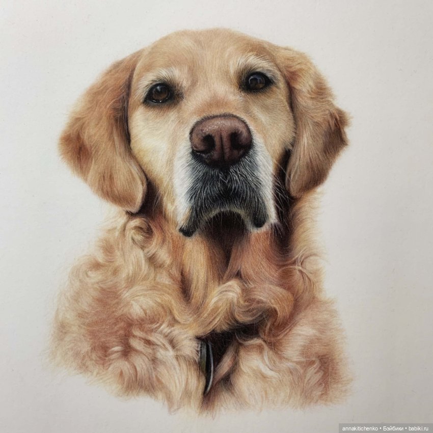 Гиперреалистичные портреты животных от Bonny Snowdon (фото 9)