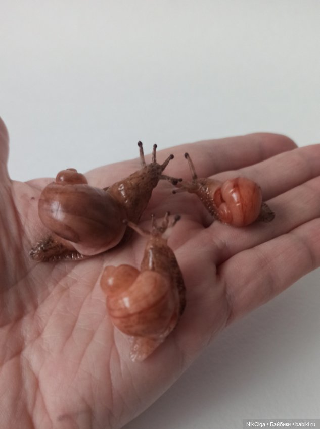 Творческие мечталки — Лепка авторских игрушек и папье (фото 2)