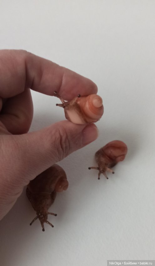 Творческие мечталки — Лепка авторских игрушек и папье (фото 5)