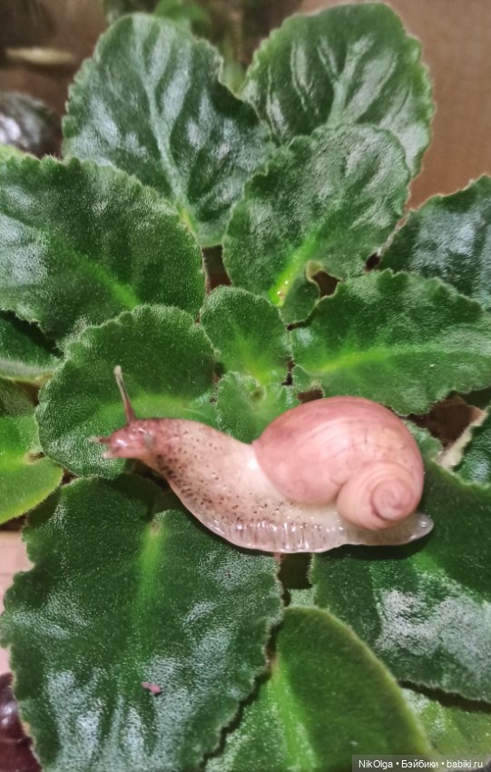 Творческие мечталки — Лепка авторских игрушек и папье (фото 8)