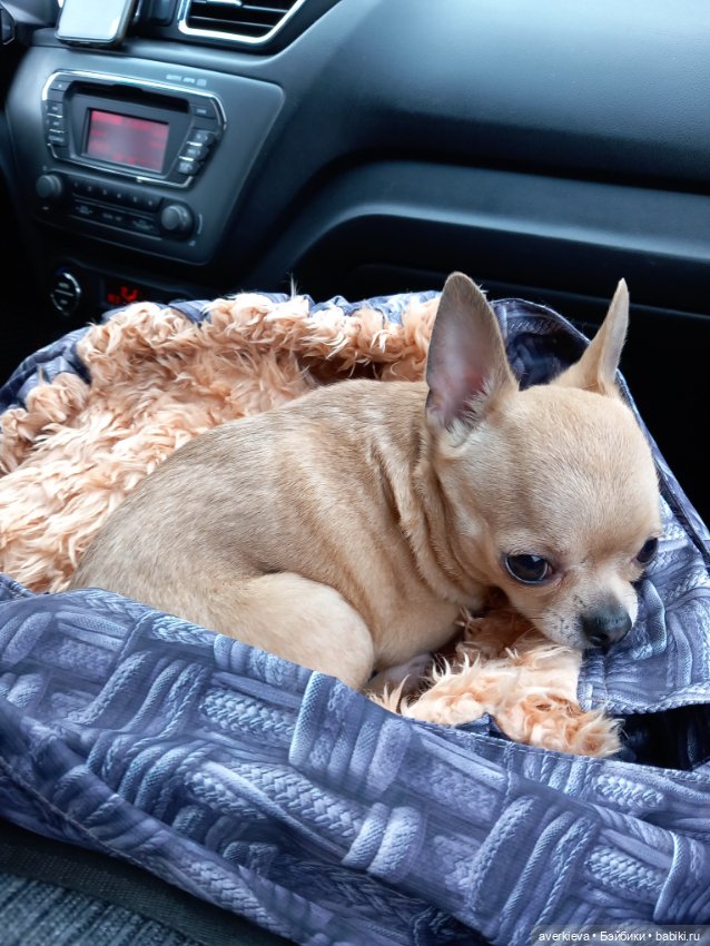 Просто субботний день — Игровые куклы разных производителей (Разное): редкие бренды (фото 3)