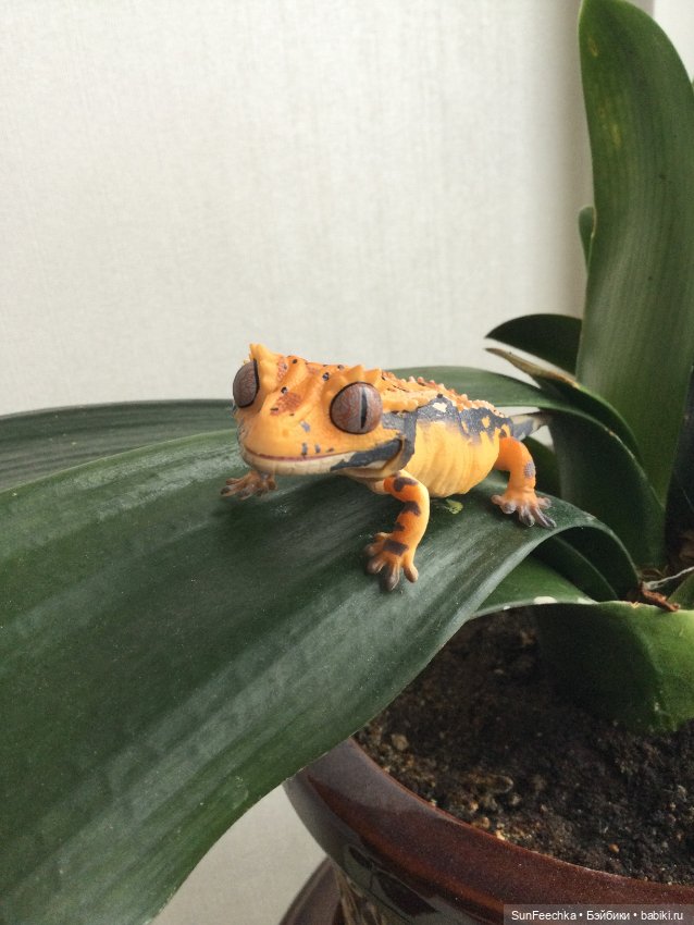 Генри 🦎 он же Гога, он же Жора, он же Гоша (фото 2)