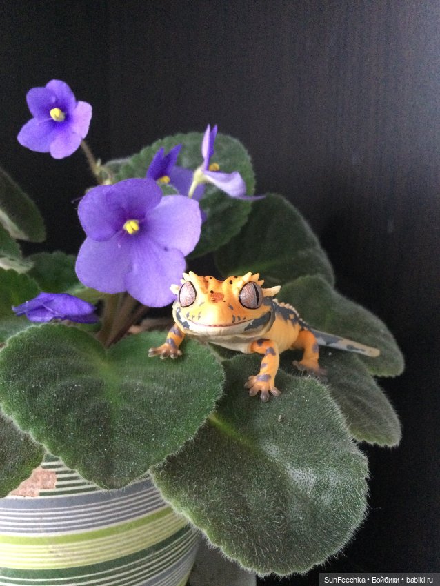 Генри 🦎 он же Гога, он же Жора, он же Гоша (фото 3)