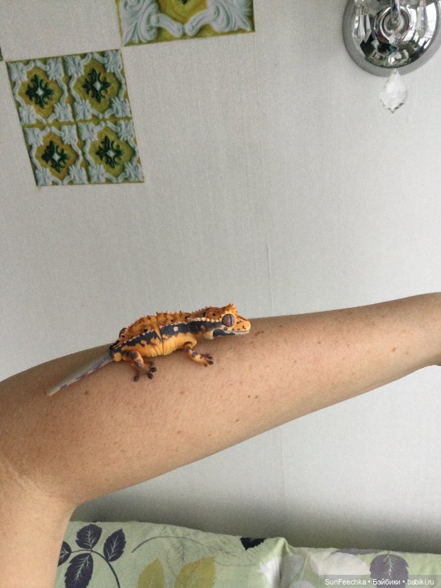 Генри 🦎 он же Гога, он же Жора, он же Гоша (фото 6)