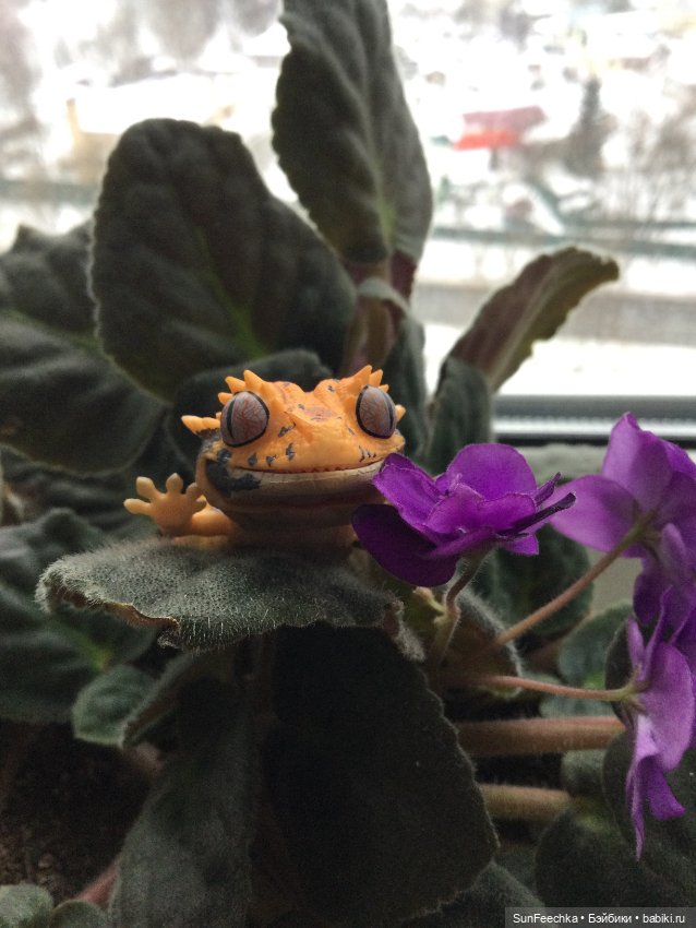 Генри 🦎 он же Гога, он же Жора, он же Гоша (фото 5)