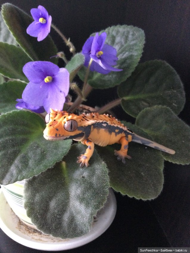 Генри 🦎 он же Гога, он же Жора, он же Гоша (фото 4)