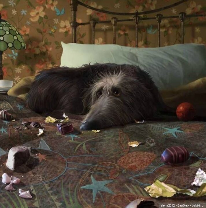 Stephen Hansen тепло и мило о собачей жизни (фото 10)