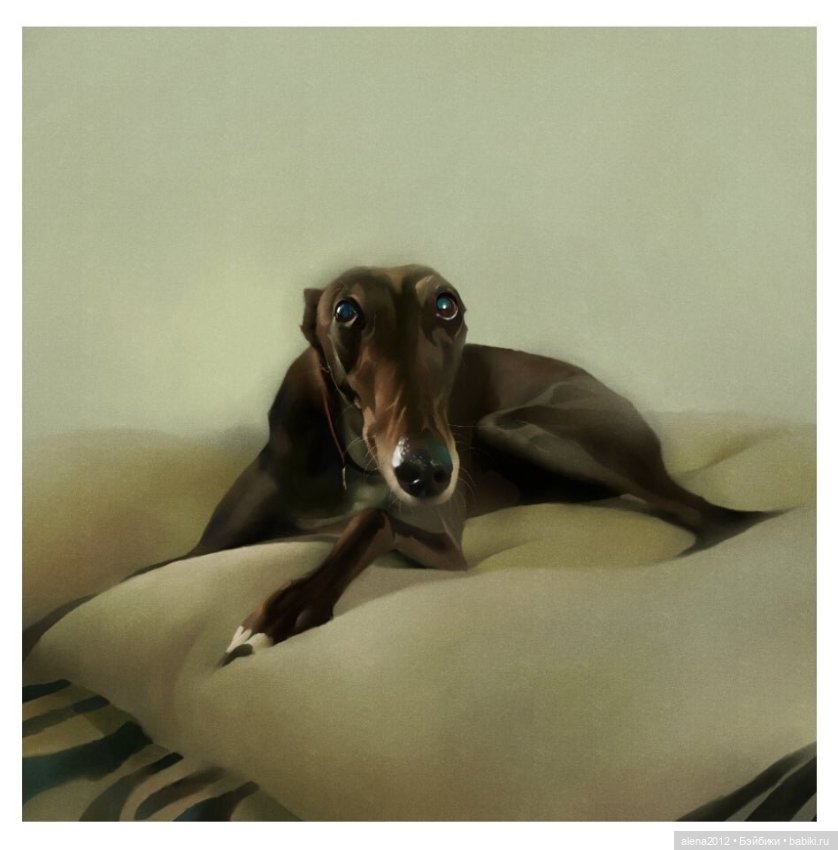 Stephen Hansen тепло и мило о собачей жизни