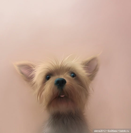 Stephen Hansen тепло и мило о собачей жизни