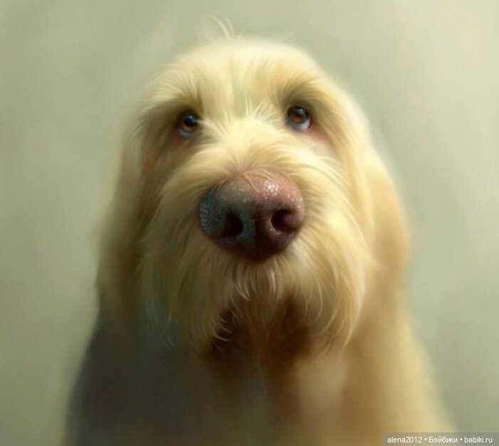 Stephen Hansen тепло и мило о собачей жизни