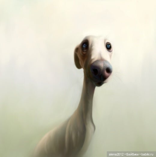 Stephen Hansen тепло и мило о собачей жизни