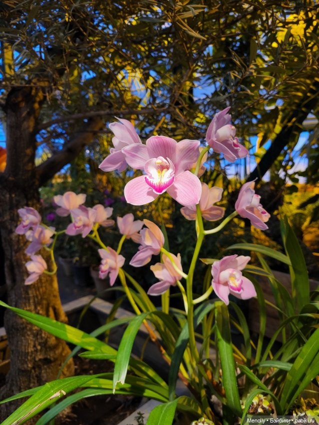 Помощь для Глазастика — Куклы Giochi Preziosi (Италия): фото (фото 9)