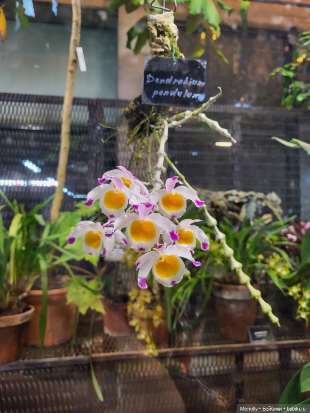 Помощь для Глазастика — Куклы Giochi Preziosi (Италия): фото (фото 7)