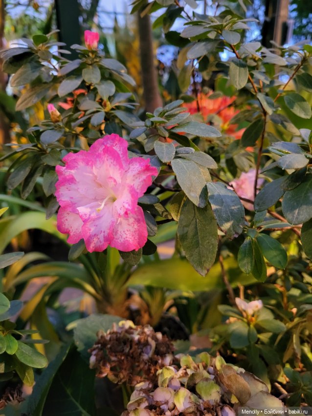 Помощь для Глазастика — Куклы Giochi Preziosi (Италия): фото