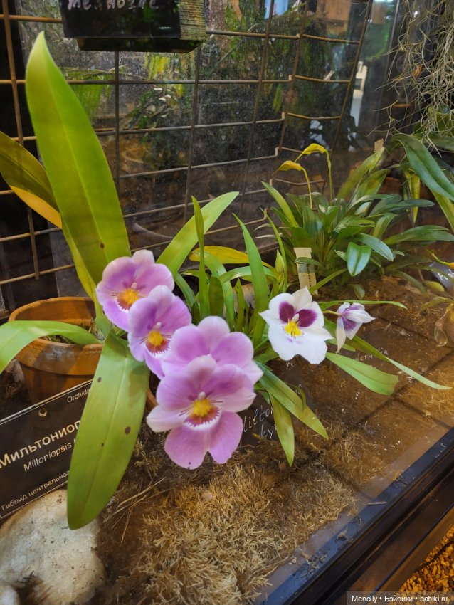 Помощь для Глазастика — Куклы Giochi Preziosi (Италия): фото (фото 3)