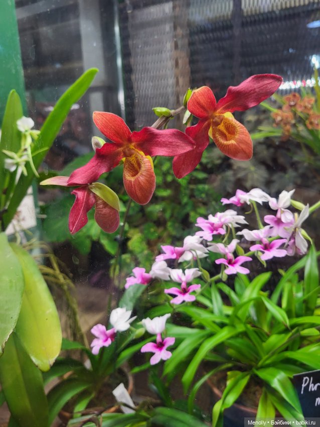 Помощь для Глазастика — Куклы Giochi Preziosi (Италия): фото (фото 10)