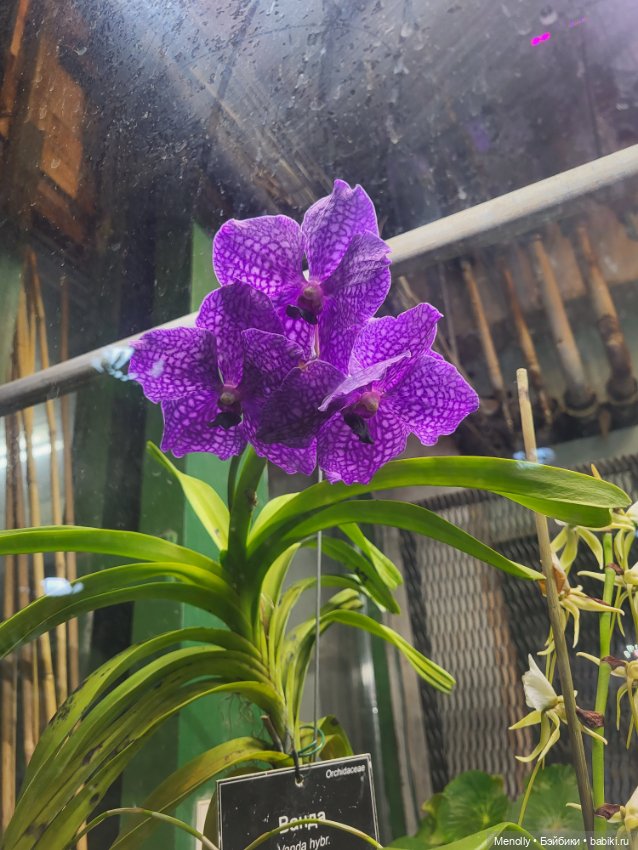 Помощь для Глазастика — Куклы Giochi Preziosi (Италия): фото