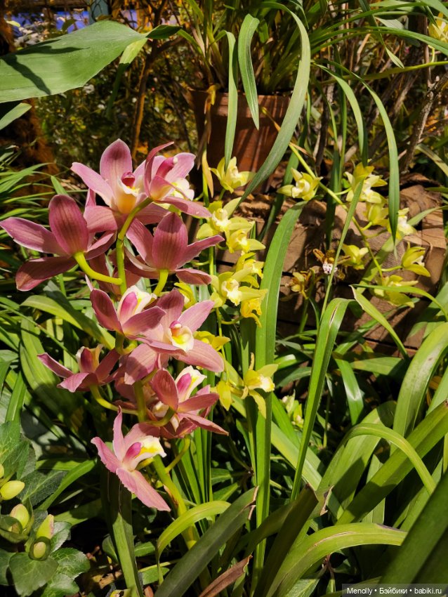 Помощь для Глазастика — Куклы Giochi Preziosi (Италия): фото (фото 5)