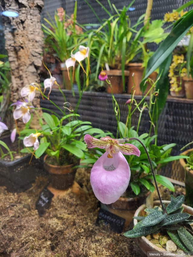 Помощь для Глазастика — Куклы Giochi Preziosi (Италия): фото (фото 8)