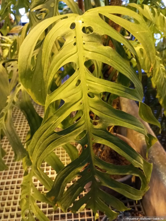 Предчувствие весны ❀ ❀ ❀ Эльфы в Аптекарском огороде