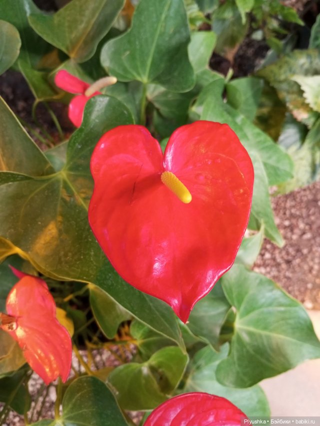 Предчувствие весны ❀ ❀ ❀ Эльфы в Аптекарском огороде