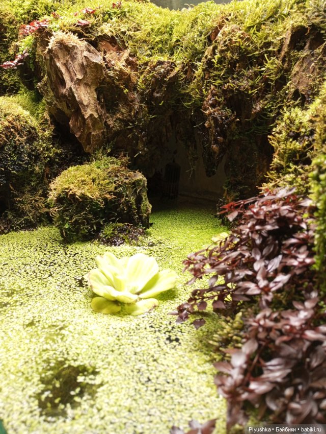 Предчувствие весны ❀ ❀ ❀ Эльфы в Аптекарском огороде