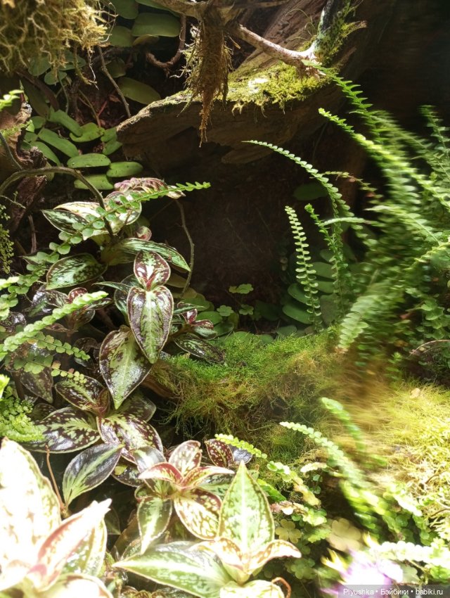 Предчувствие весны ❀ ❀ ❀ Эльфы в Аптекарском огороде (фото 4)