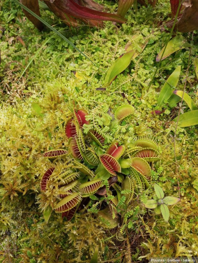 Предчувствие весны ❀ ❀ ❀ Эльфы в Аптекарском огороде (фото 10)