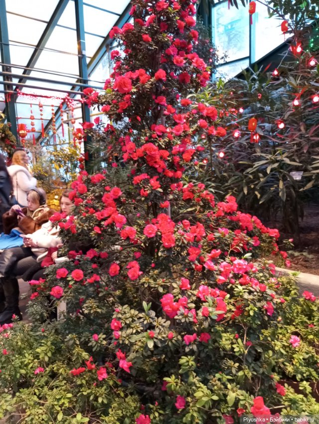 Предчувствие весны ❀ ❀ ❀ Эльфы в Аптекарском огороде