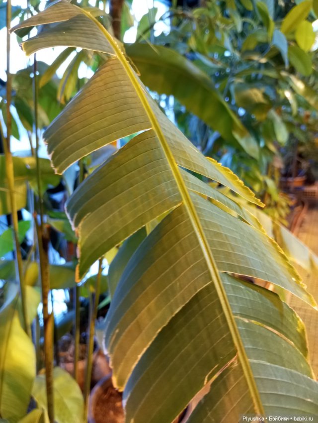Предчувствие весны ❀ ❀ ❀ Эльфы в Аптекарском огороде
