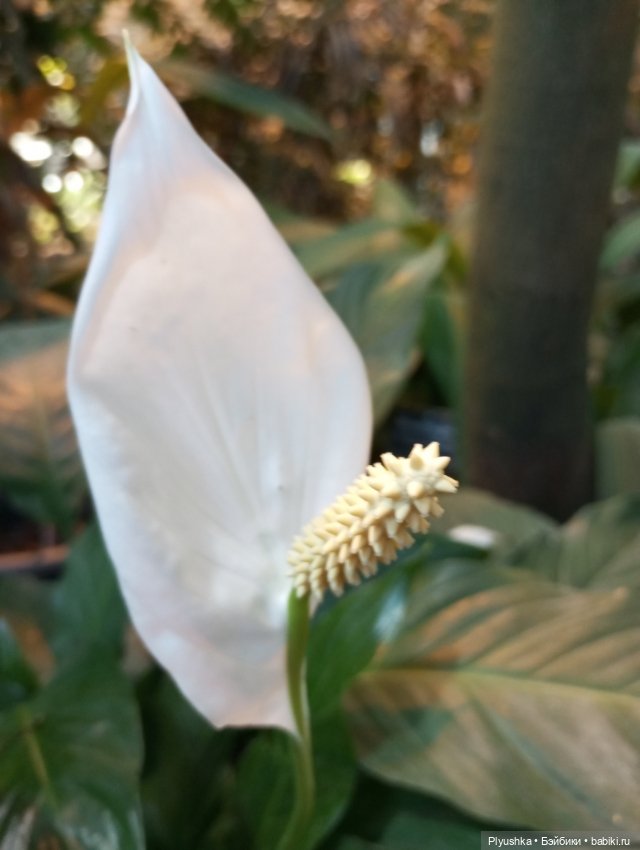 Предчувствие весны ❀ ❀ ❀ Эльфы в Аптекарском огороде