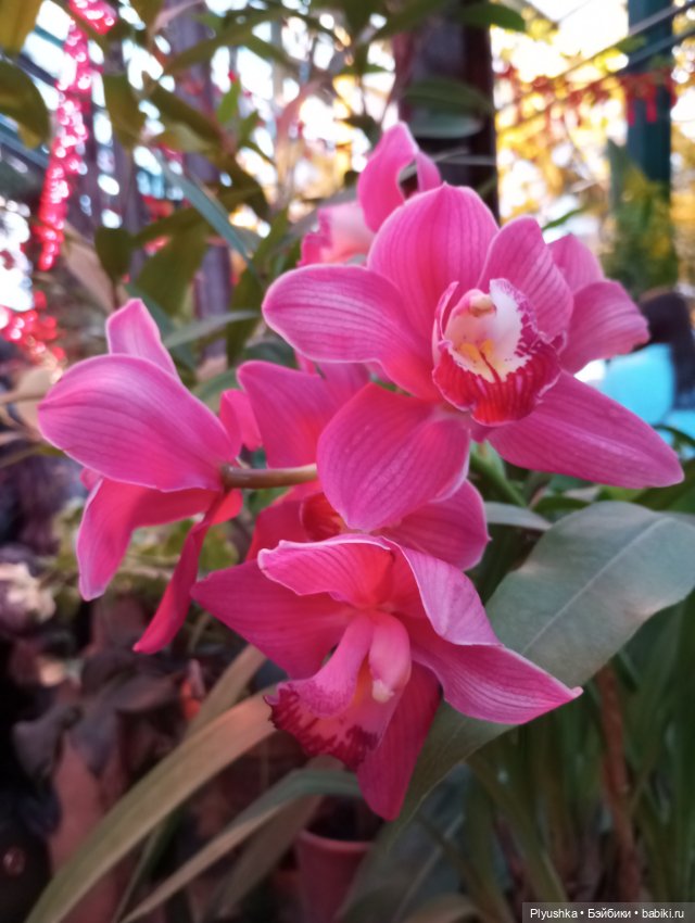 Предчувствие весны ❀ ❀ ❀ Эльфы в Аптекарском огороде