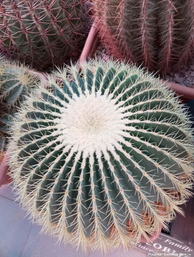 Предчувствие весны ❀ ❀ ❀ Эльфы в Аптекарском огороде