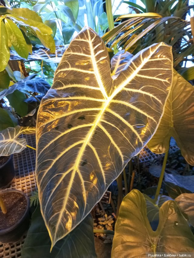 Предчувствие весны ❀ ❀ ❀ Эльфы в Аптекарском огороде