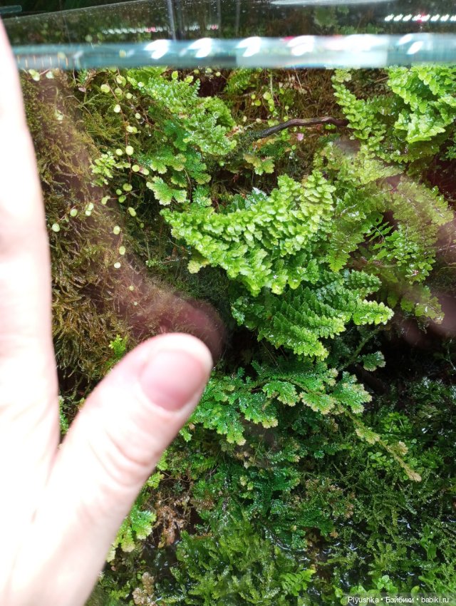 Предчувствие весны ❀ ❀ ❀ Эльфы в Аптекарском огороде (фото 6)