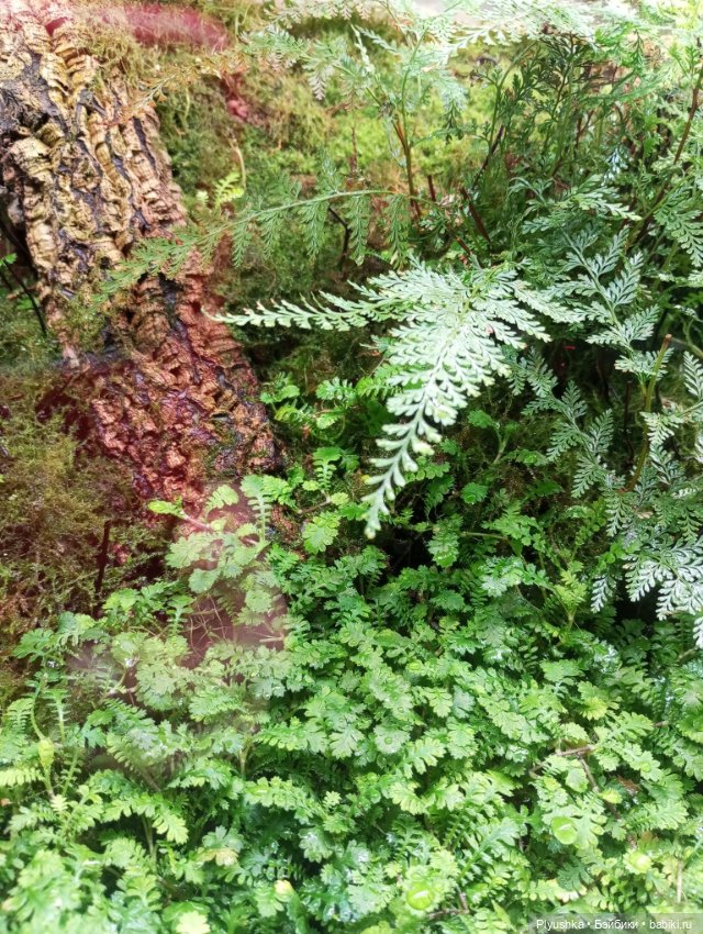 Предчувствие весны ❀ ❀ ❀ Эльфы в Аптекарском огороде (фото 5)