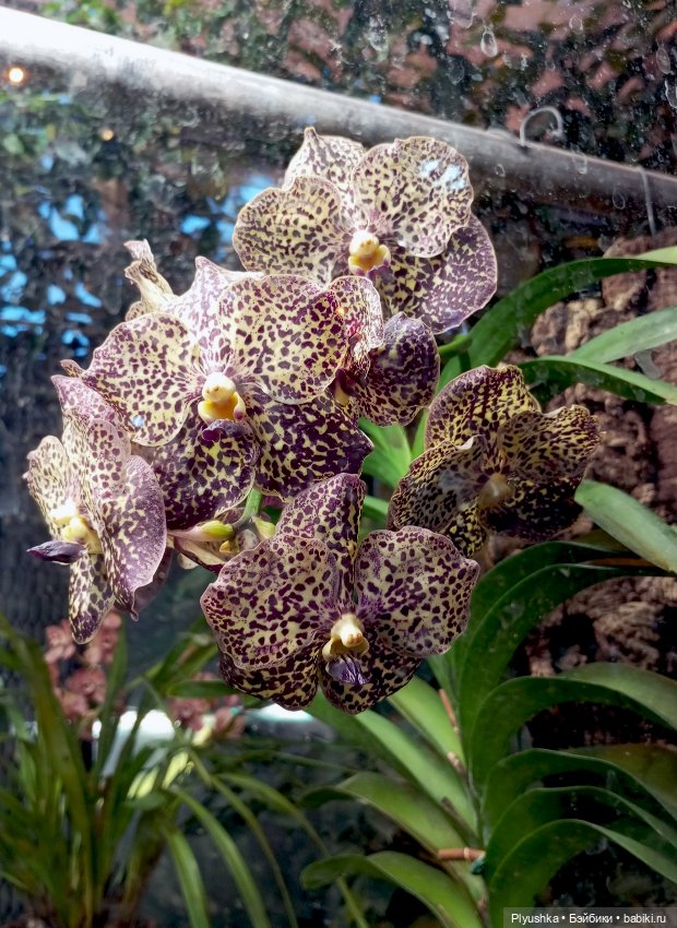 Предчувствие весны ❀ ❀ ❀ Эльфы в Аптекарском огороде