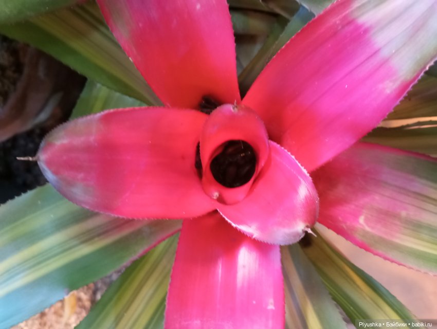 Предчувствие весны ❀ ❀ ❀ Эльфы в Аптекарском огороде