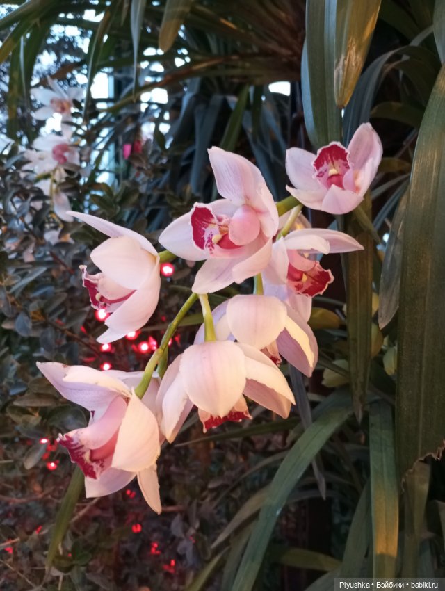 Предчувствие весны ❀ ❀ ❀ Эльфы в Аптекарском огороде