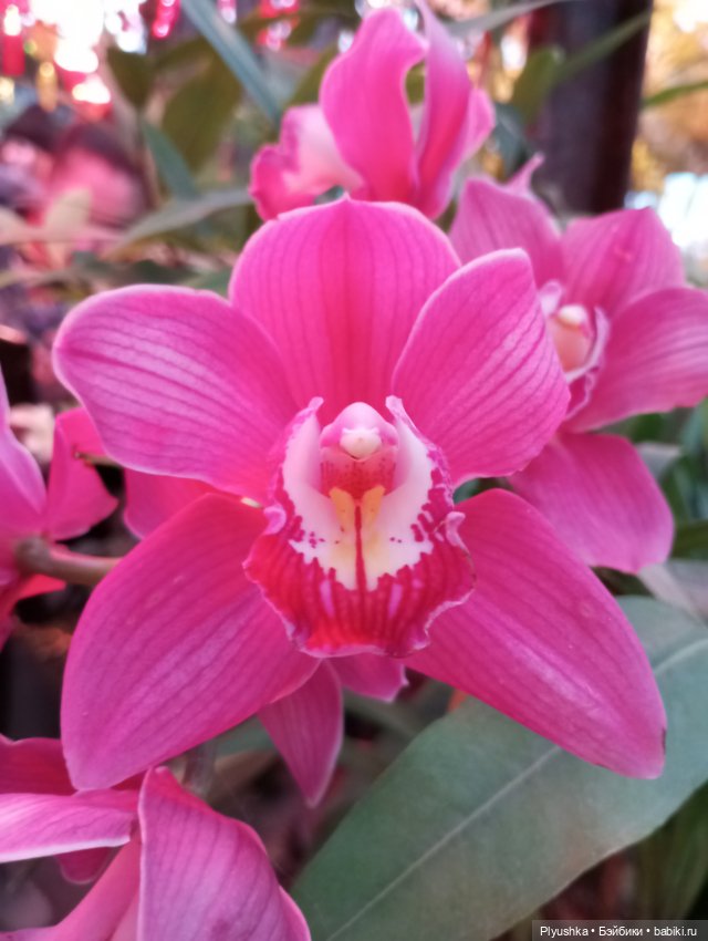 Предчувствие весны ❀ ❀ ❀ Эльфы в Аптекарском огороде