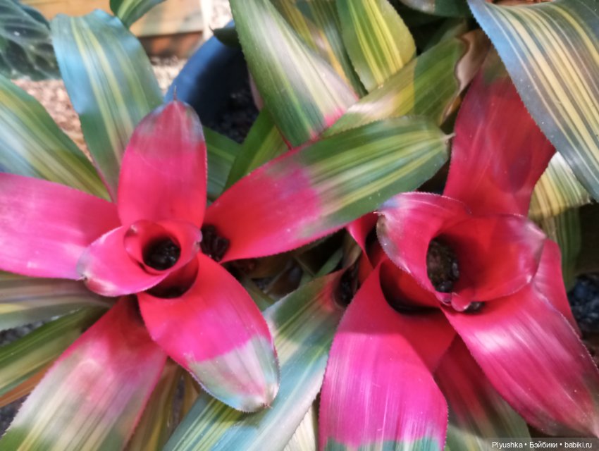 Предчувствие весны ❀ ❀ ❀ Эльфы в Аптекарском огороде