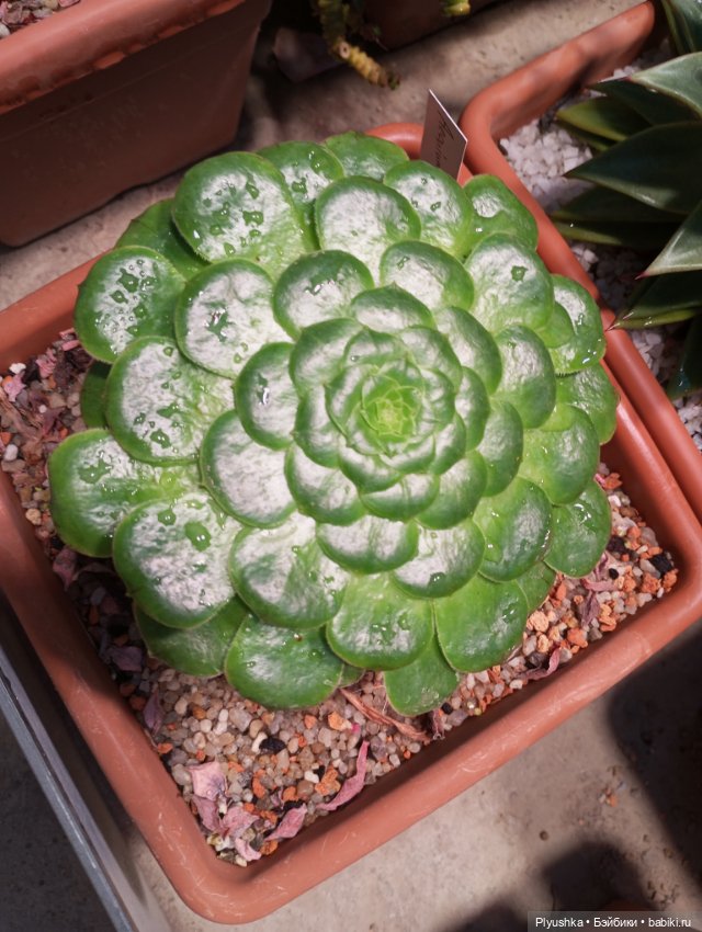 Предчувствие весны ❀ ❀ ❀ Эльфы в Аптекарском огороде