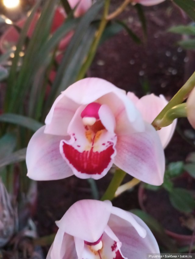 Предчувствие весны ❀ ❀ ❀ Эльфы в Аптекарском огороде