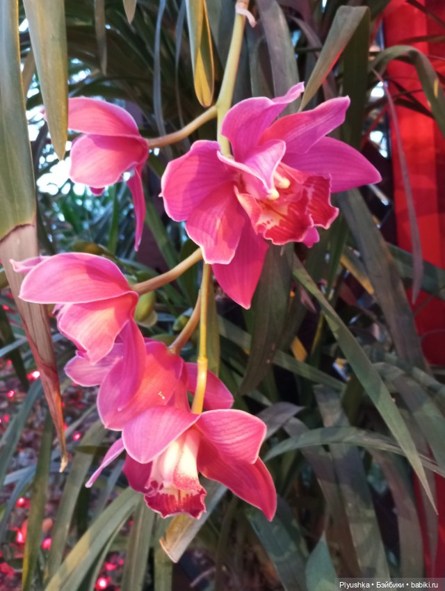 Предчувствие весны ❀ ❀ ❀ Эльфы в Аптекарском огороде