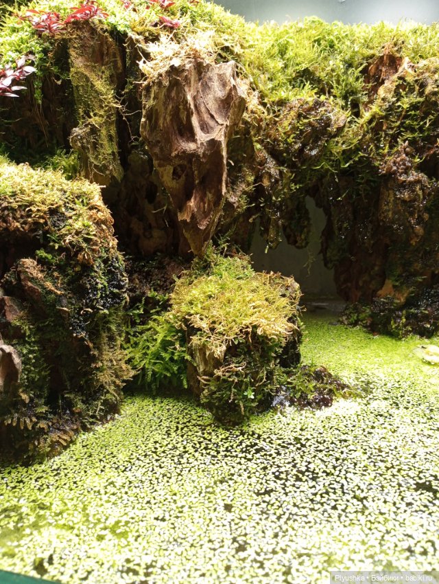 Предчувствие весны ❀ ❀ ❀ Эльфы в Аптекарском огороде (фото 3)