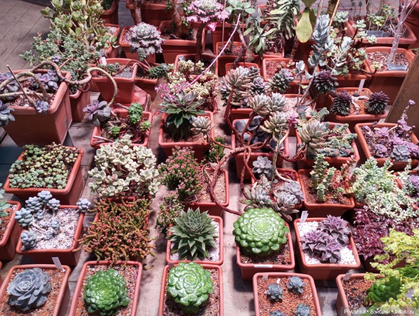 Предчувствие весны ❀ ❀ ❀ Эльфы в Аптекарском огороде